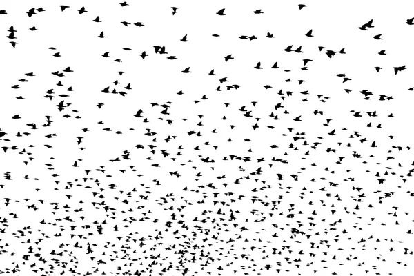 Bird silhouette swarm — Stock Photo, Image