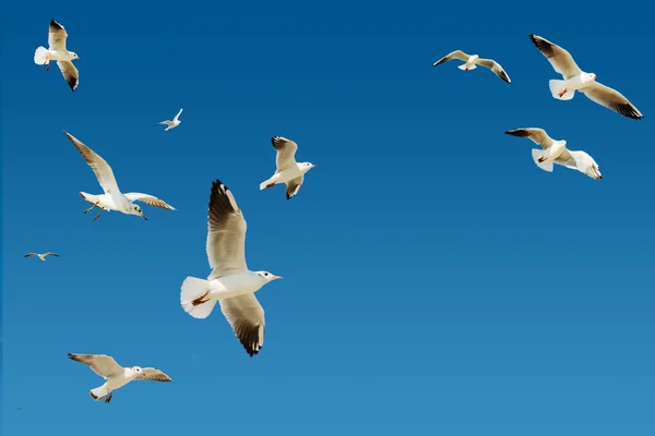 Летающая группа чайки — стоковое фото