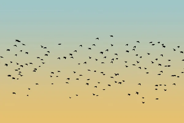 Bird silhouette swarm — Stock Photo, Image