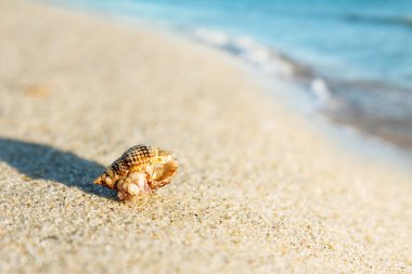 hayalet Yengeç iş başında