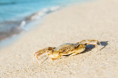 hayalet Yengeç iş başında