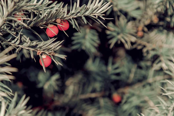 Branches épineuses bleu-vert d'un sapin ou d'un pin aux baies rouges Photo De Stock