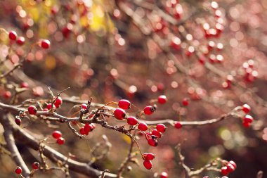 Sonbahar kırmızı berry şube