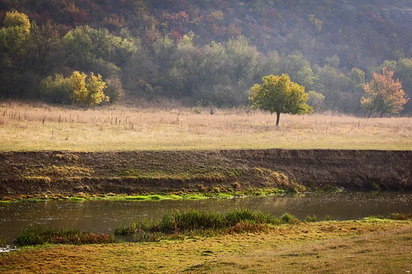 Bosque de otoño —  Fotos de Stock