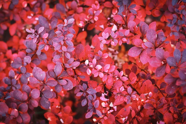 Jesień liści tło — Zdjęcie stockowe