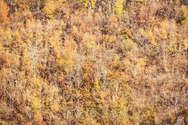 Herfstbos — Stockfoto