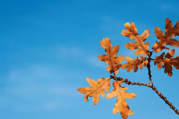 Oak branch — Stock Photo, Image