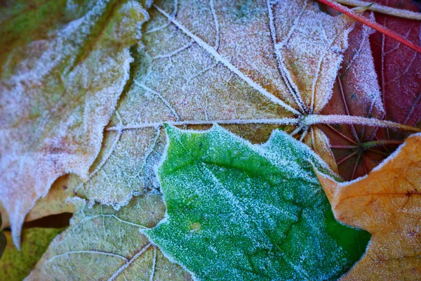 Geada em folhas — Fotografia de Stock