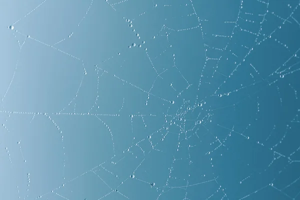 Spider web bakgrund — Stockfoto