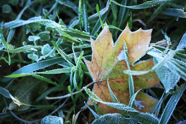 Παγετό στα φύλλα — Φωτογραφία Αρχείου