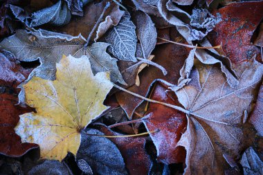 yapraklarda süsleyin