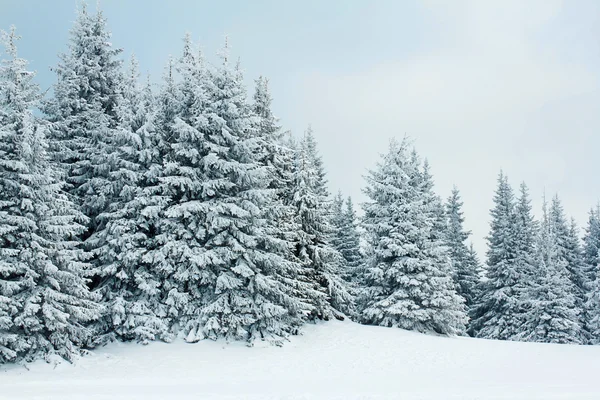 Forêt d'hiver Image En Vente