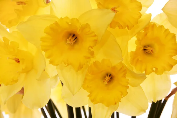 Flor de narciso — Fotografia de Stock