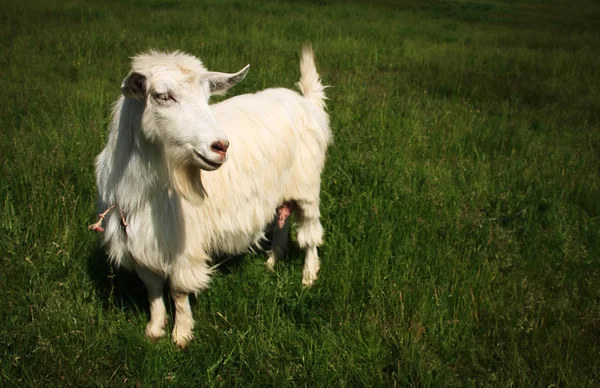 Cabra blanca con cuernos — Foto de Stock