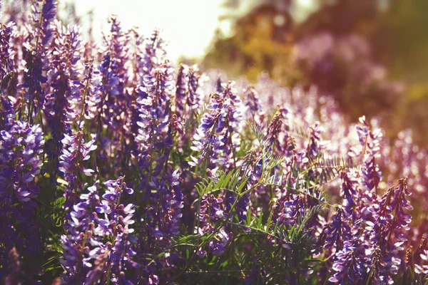 Summer wildflowers — Stock Photo, Image
