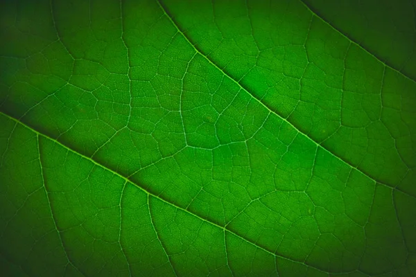 Folha verde — Fotografia de Stock