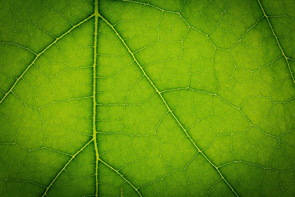 Groen blad — Stockfoto