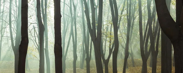 Bosque de niebla de otoño — Foto de Stock