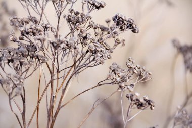 Kış kuru bitki arka plan