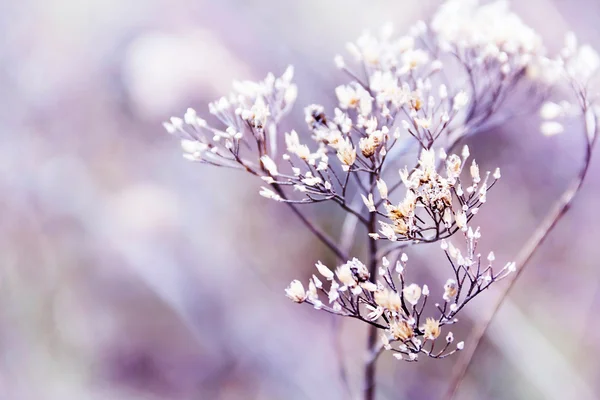 Winter dry plant background — Stock Photo, Image