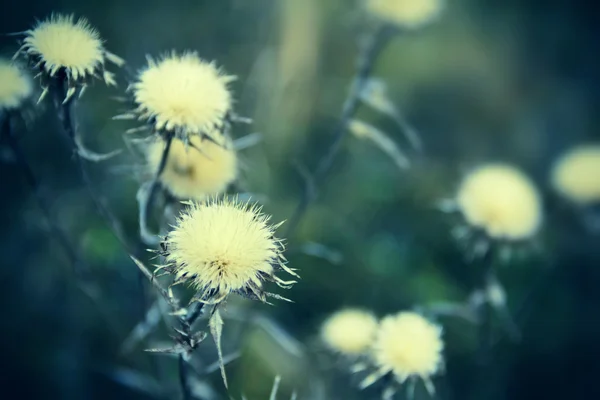 冬の乾燥植物の背景 — ストック写真