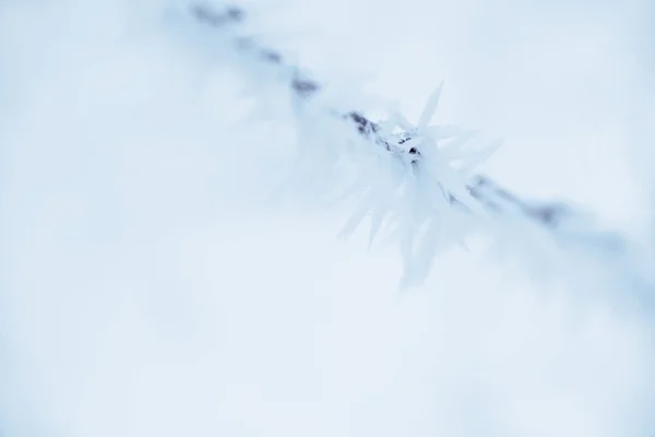 Замороженный бранч фон — стоковое фото