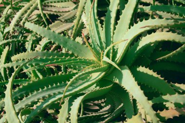 aloe vera arka plan