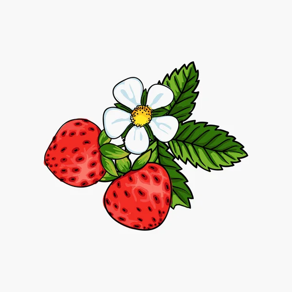 Belle composition de fraises — Image vectorielle