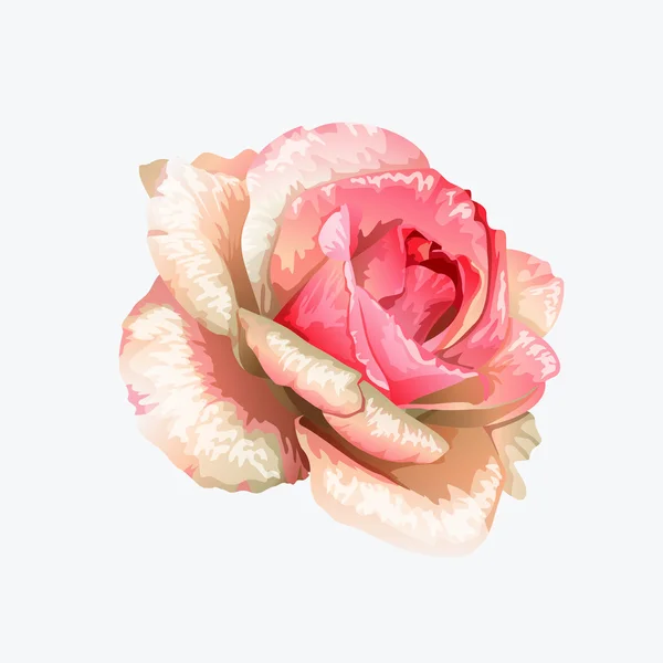 Illustration de Roses vectorielles — Image vectorielle