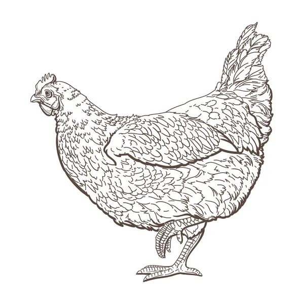 Gallina disegnata a mano — Vettoriale Stock