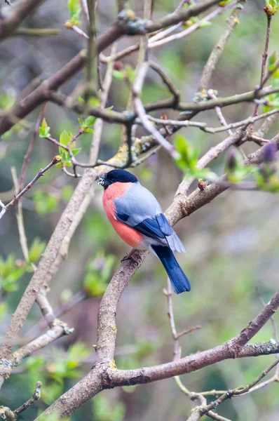 Bullfinch-Pyrrhula pyrrhula — Stock Photo, Image