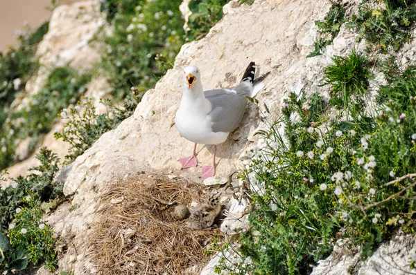 Seagull en haar nest — Stockfoto