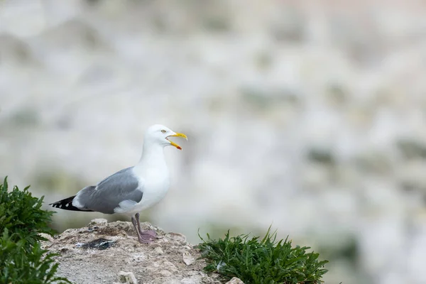 Goéland Argenté Larus Argentatus Sur Les Rochers — Photo