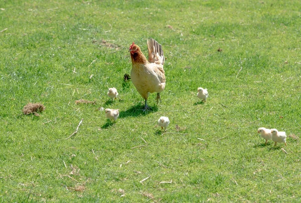 Kippen Haar Kuikens Een Weiland — Stockfoto