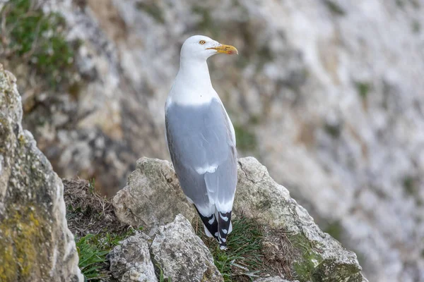 Haringmeeuw Larus Argentatus Rotsen — Stockfoto