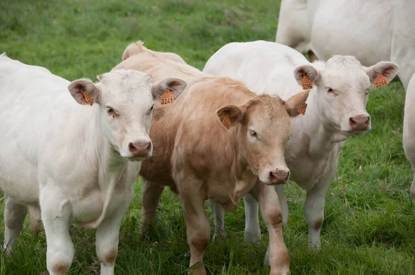Krowy Polu Rzędach — Zdjęcie stockowe