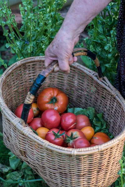 Variedad Tomates Orgánicos Viejos Una Cesta — Foto de Stock