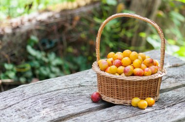 Mirabelles Erik