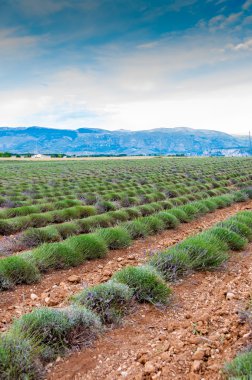 Sonra hasat lavanta alan