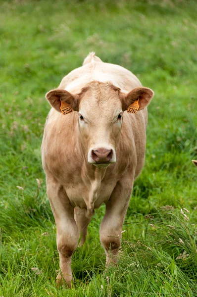 Calf in a field — Stock Photo, Image