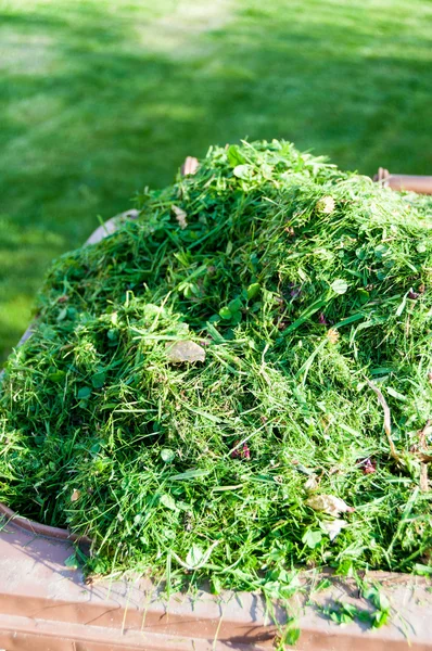Memotong rumput dalam wadah plastik — Stok Foto