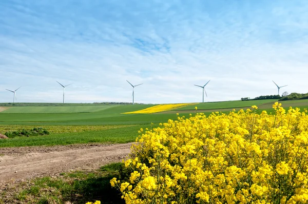 Champ de colza avec éolienne — Photo