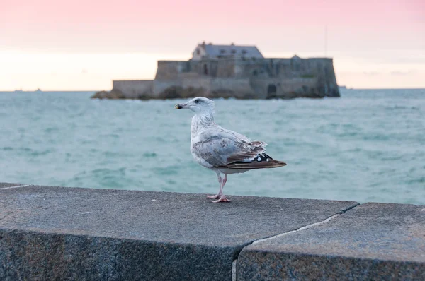 Seagull front Fort national, Saint Malo, Frankrijk — Stockfoto