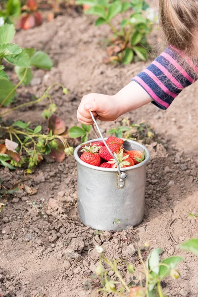 Niña recogiendo fresas —  Fotos de Stock