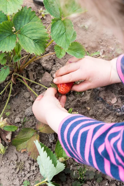 Niña recogiendo fresas —  Fotos de Stock