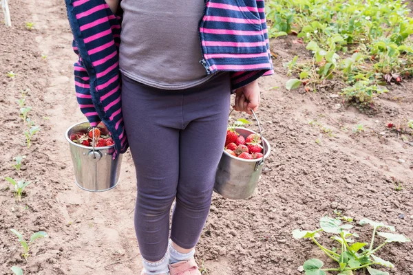 Petite fille cueillette des fraises — Photo