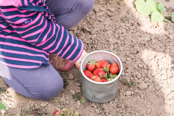 Маленькая девочка собирает клубнику — стоковое фото