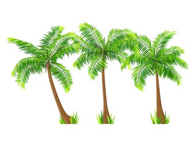 Beyaz izole vektör coconut palm ağaçlar set