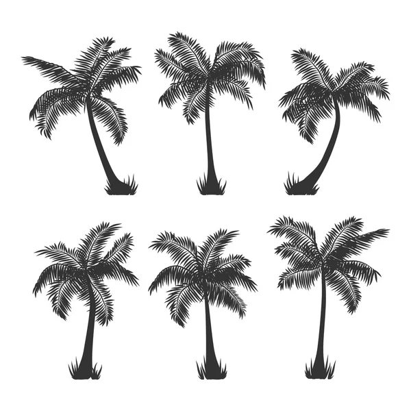 Vector cocoteros silueta de palmeras conjunto en blanco — Archivo Imágenes Vectoriales