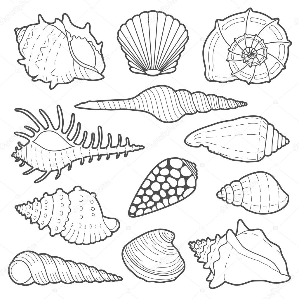Sea shells vector icon set